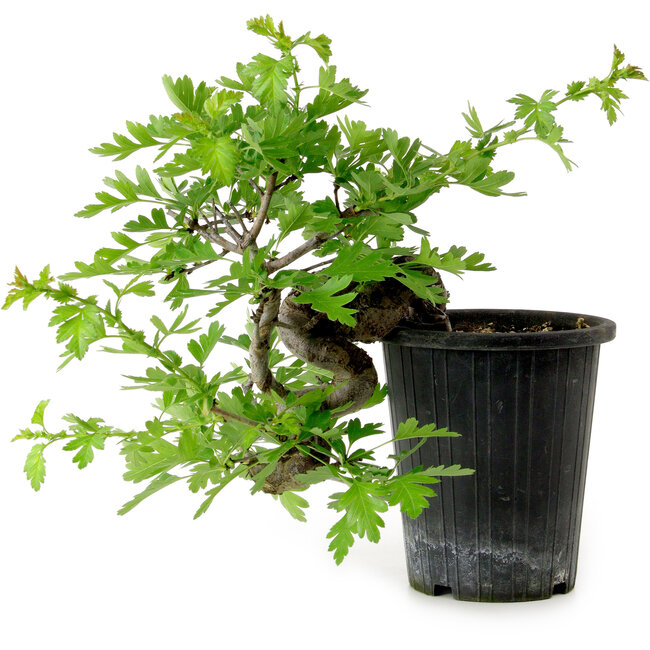 Crataegus cuneata, 27 cm, ± 10 years old