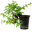 Crataegus cuneata, 27 cm, ± 10 years old