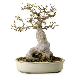 Acer buergerianum Miyasama, 38 cm, ± 25 jaar oud