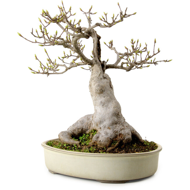 Acer buergerianum Miyasama, 38 cm, ± 25 anni, con nebari di 20 cm