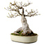 Acer buergerianum Miyasama, 38 cm, ± 25 ans, avec un nebari de 20 cm