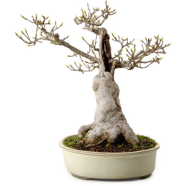 Acer buergerianum Miyasama, 38 cm, ± 25 años, con un nebari de 20 cm