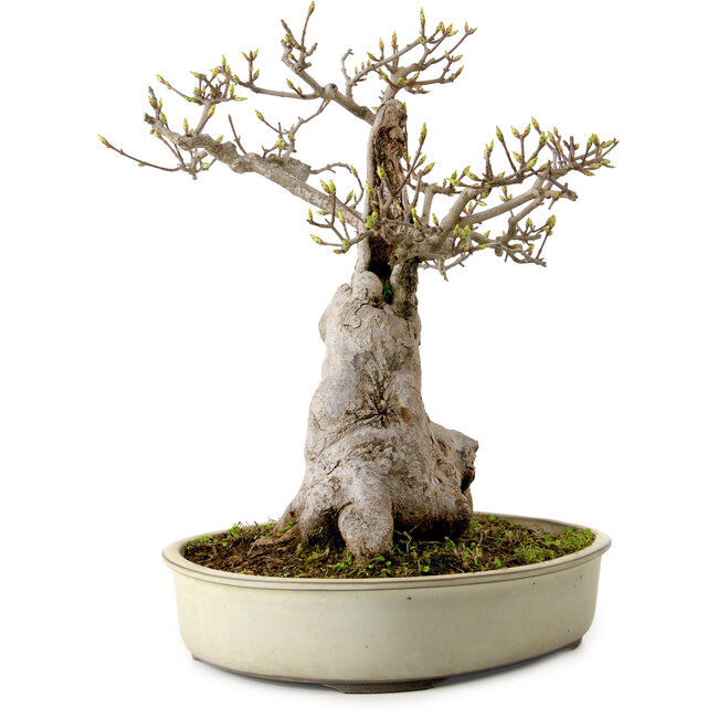 Acer buergerianum Miyasama, 38 cm, ± 25 años, con un nebari de 20 cm