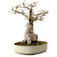 Acer buergerianum Miyasama, 38 cm, ca. 25 Jahre alt, mit einem Wurzelhals von 20 cm