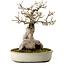 Acer buergerianum Miyasama, 38 cm, ± 25 years old, with a nebari of 20 cm