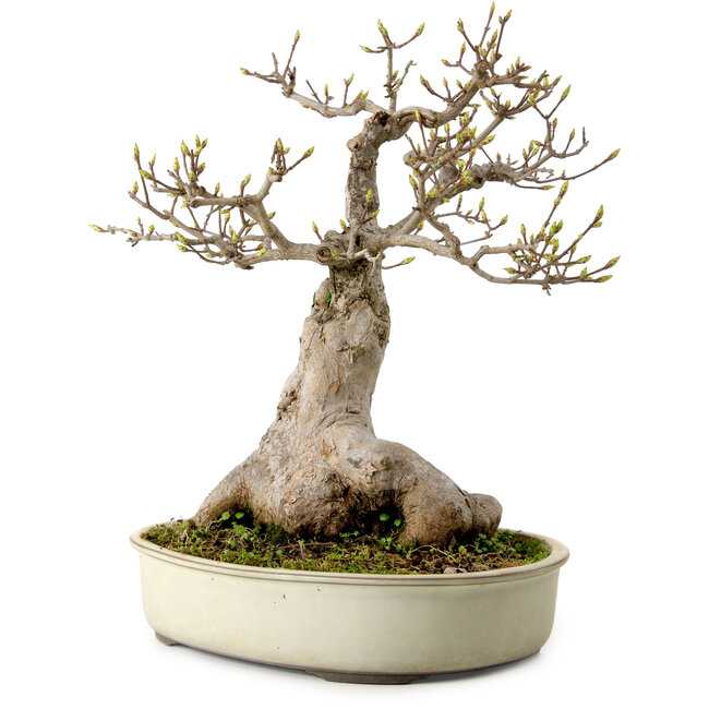 Acer buergerianum Miyasama, 38 cm, ± 25 years old, with a nebari of 20 cm