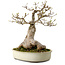 Acer buergerianum Miyasama, 38 cm, ± 25 años, con un nebari de 20 cm