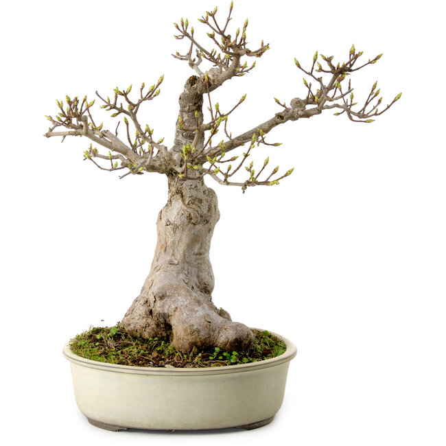 Acer buergerianum Miyasama, 38 cm, ± 25 jaar oud, met een nebari van 20 cm