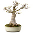 Acer buergerianum Miyasama, 38 cm, ± 25 anni, con nebari di 20 cm