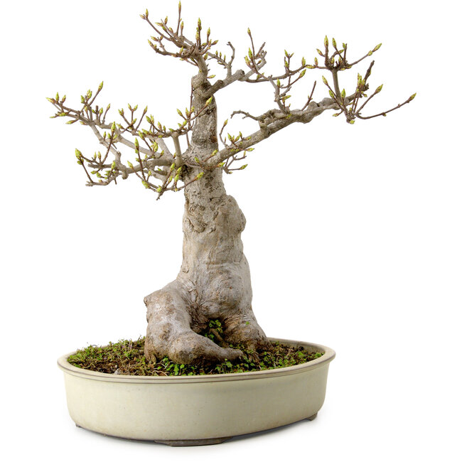 Acer buergerianum Miyasama, 38 cm, ± 25 ans, avec un nebari de 20 cm