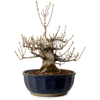 Acer buergerianum Miyasama, 37 cm, ± 25 Jahre alt
