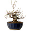 Acer buergerianum Miyasama, 37 cm, ± 25 años, con un nebari de 16 cm
