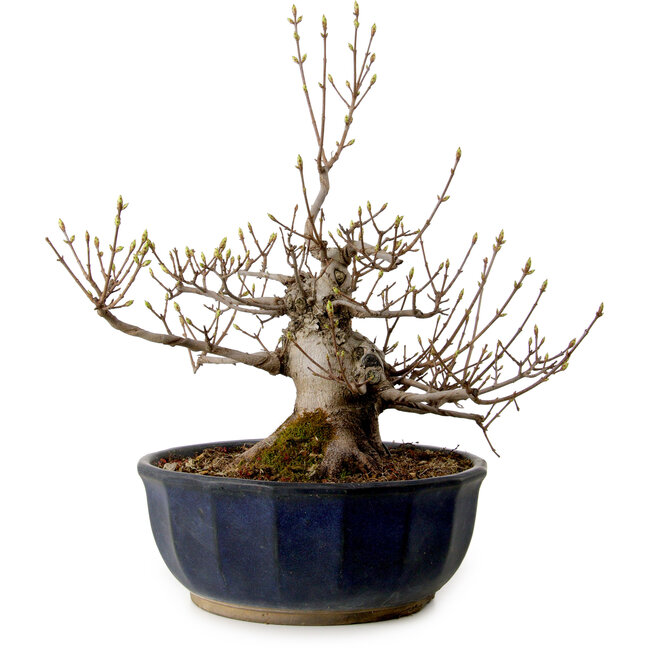 Acer buergerianum Miyasama, 37 cm, ± 25 anni, con nebari di 16 cm