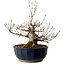 Acer buergerianum Miyasama, 37 cm, ± 25 years old, with a nebari of 16 cm