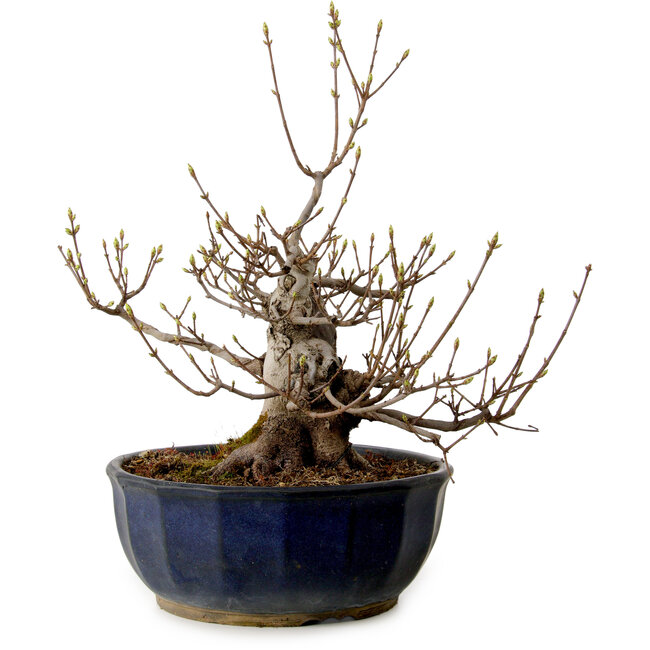 Acer buergerianum Miyasama, 37 cm, ± 25 ans, avec un nebari de 16 cm