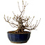 Acer buergerianum Miyasama, 37 cm, ± 25 Jahre alt, mit einem Wurzelhals von 16 cm