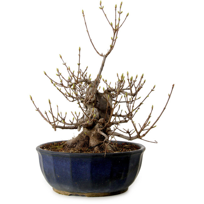 Acer buergerianum Miyasama, 37 cm, ± 25 ans, avec un nebari de 16 cm