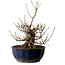 Acer buergerianum Miyasama, 37 cm, ± 25 Jahre alt, mit einem Wurzelhals von 16 cm