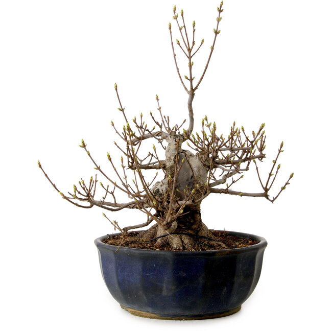 Acer buergerianum Miyasama, 37 cm, ± 25 ans, avec un nebari de 16 cm