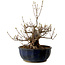 Acer buergerianum Miyasama, 37 cm, ± 25 years old, with a nebari of 16 cm