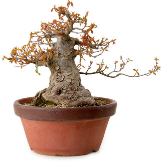 Acer buergerianum, 25 cm, ± 25 years old