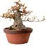 Acer buergerianum, 25 cm, ca. 25 Jahre alt, mit einem Wurzelhals von 16 cm