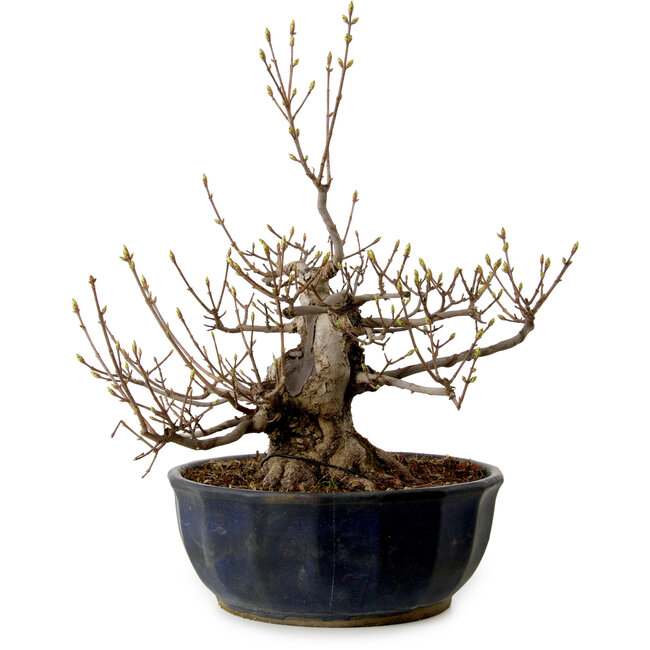 Acer buergerianum Miyasama, 37 cm, ± 25 years old, with a nebari of 16 cm