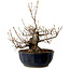 Acer buergerianum Miyasama, 37 cm, ± 25 anni, con nebari di 16 cm