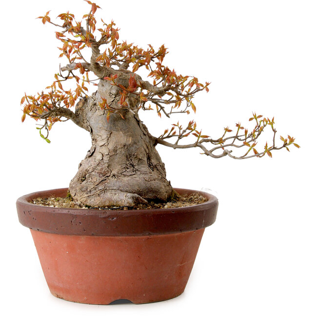 Acer buergerianum, 25 cm, ± 25 jaar oud, met een nebari van 16 cm