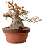 Acer buergerianum, 25 cm, ± 25 years old, with a nebari of 16 cm
