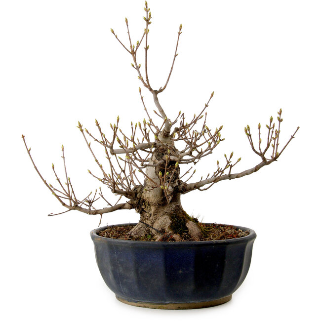 Acer buergerianum Miyasama, 37 cm, ± 25 años, con un nebari de 16 cm