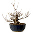 Acer buergerianum Miyasama, 37 cm, ± 25 años, con un nebari de 16 cm
