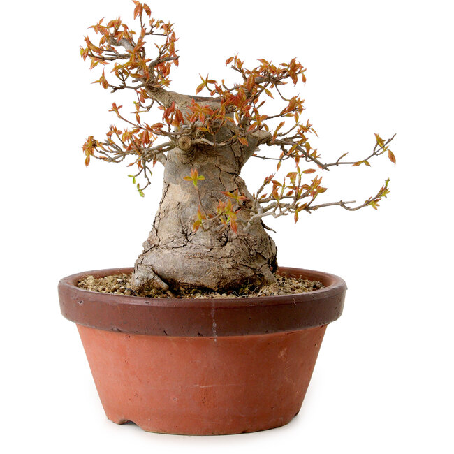 Acer buergerianum, 25 cm, ± 25 anni, con nebari di 16 cm