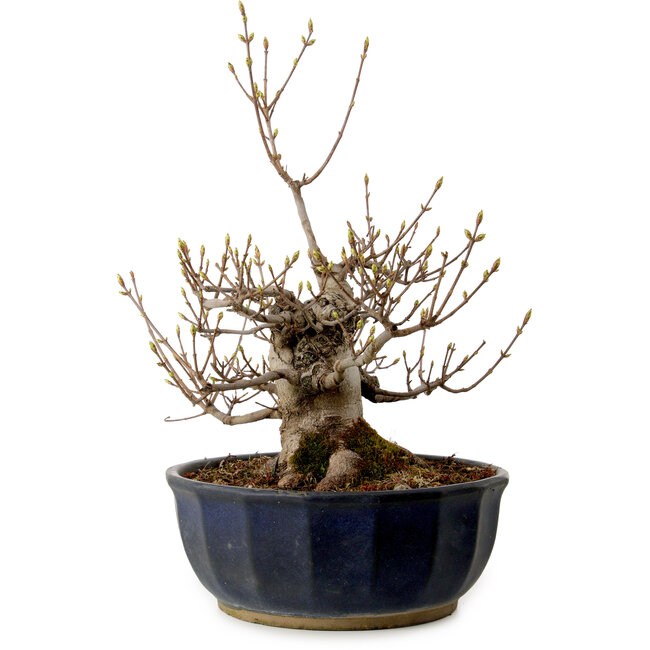 Acer buergerianum Miyasama, 37 cm, ± 25 years old, with a nebari of 16 cm