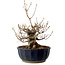 Acer buergerianum Miyasama, 37 cm, ± 25 years old, with a nebari of 16 cm