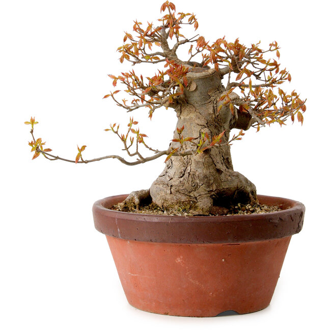 Acer buergerianum, 25 cm, ± 25 jaar oud, met een nebari van 16 cm