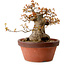 Acer buergerianum, 25 cm, ± 25 jaar oud, met een nebari van 16 cm