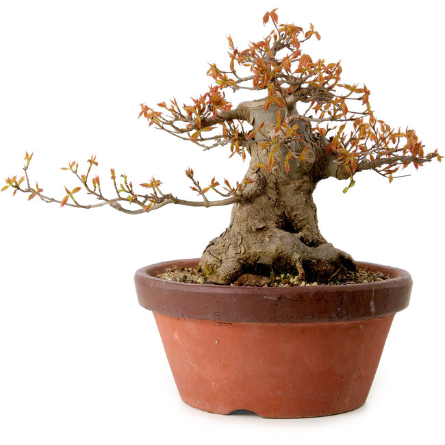 Acer buergerianum, 25 cm, ± 25 years old, with a nebari of 16 cm