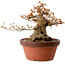 Acer buergerianum, 25 cm, ± 25 anni, con nebari di 16 cm
