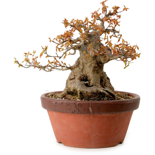 Acer buergerianum, 25 cm, ca. 25 Jahre alt, mit einem Wurzelhals von 16 cm