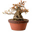 Acer buergerianum, 25 cm, ± 25 years old, with a nebari of 16 cm