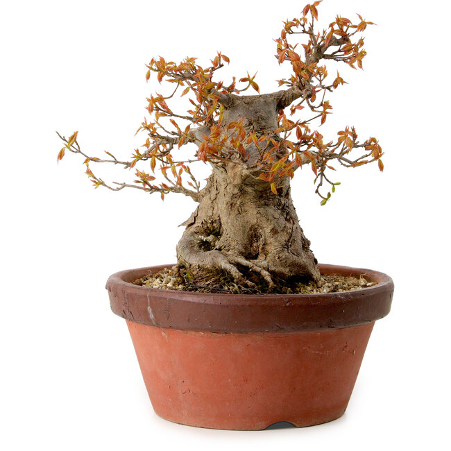 Acer buergerianum, 25 cm, ± 25 años, con un nebari de 16 cm