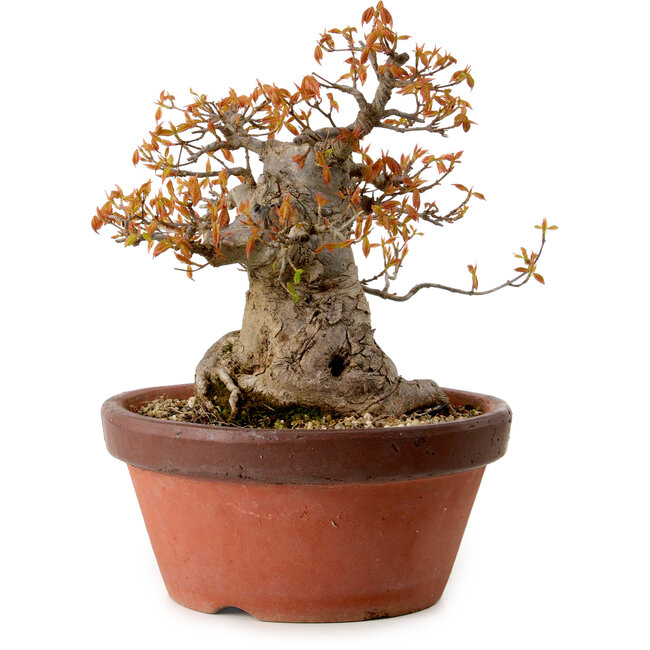 Acer buergerianum, 25 cm, ca. 25 Jahre alt, mit einem Wurzelhals von 16 cm