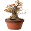 Acer buergerianum, 25 cm, ± 25 years old, with a nebari of 16 cm
