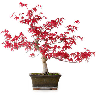 Acer palmatum Deshojo, 30 cm, ± 10 años de edad