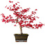 Acer palmatum Deshojo, 30 cm, ± 10 anni, con nebari di 3 cm