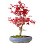 Acer palmatum Deshojo, 30 cm, ± 10 years old, with a nebari of 3 cm