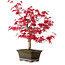 Acer palmatum Deshojo, 30 cm, ± 10 años, con un nebari de 3 cm