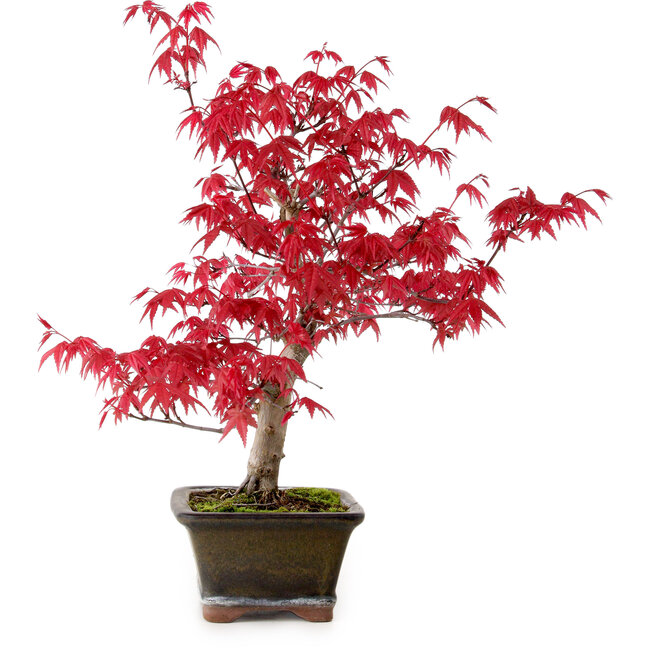 Acer palmatum Deshojo, 30 cm, ± 10 ans, avec un nebari de 3 cm