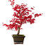 Acer palmatum Deshojo, 30 cm, ± 10 años, con un nebari de 3 cm